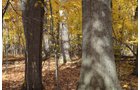Property photo 9 - 75.3 Acres Offered in 2 Tracts